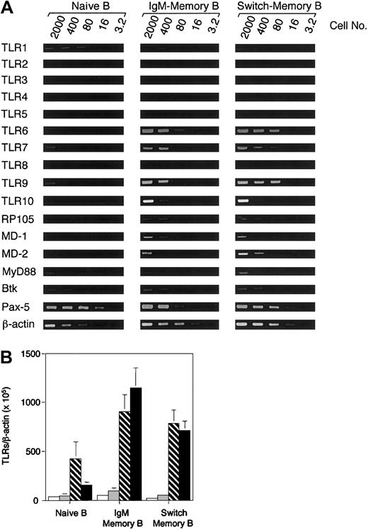Figure 1. TLRs are preferentially expressed on human memory B cells. (A) CD19+ cells isolated by magnetic sorting were stained with antibodies to CD27 and Ig isotypes. Naive B cells (CD27-), IgM memory B cells (CD27+, IgG-, IgA-) and switch memory B cells (IgM-, IgD-) were isolated by cell sorting and immediately analyzed for gene expression by PCR (40 cycles). The input cell number of each reverse transcriptase (RT)–PCR reaction is indicated. One representative experiment of 3 is shown. (B) Quantitation of TLR2 (□), TLR4 (▦), TLR7 (▧), and TLR9 (▪) by real-time PCR in naive and memory B-cell subsets. The data are normalized to the expression of β-actin. Data are the mean ± SD of 4 experiments.