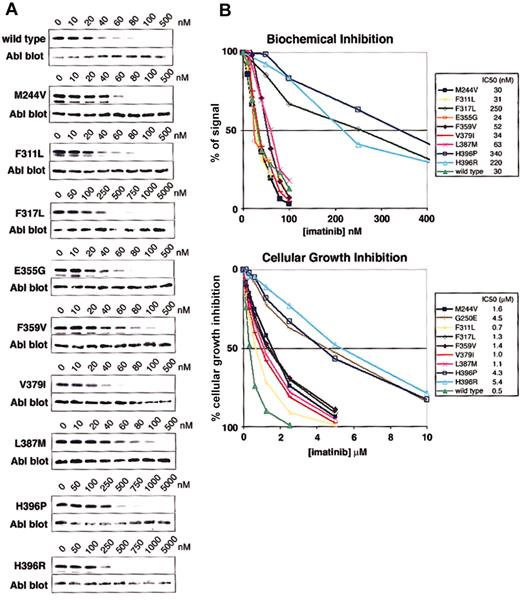 Figure 2. Biochemical and cellular assays of mutant sensitivity to imatinib. (A) Kinase assays were performed with escalating doses of imatinib for the isolated wild-type and mutant Abl kinase domain. IC50 values are reported as the concentration of imatinib required to reduce the autophosphorylation signal by 50%. Three independent experiments were averaged. Representative gels are shown. (B) Composite graphs of the biochemical inhibition of kinase domain mutants and the cellular growth inhibition of BaF3 cells expressing Bcr-Abl mutant isoforms. Graphs represent the average of 3 independent experiments. For space considerations, single-letter amino acid codes are used here in place of 3-letter codes.