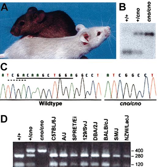 Figure 1. Cappuccino is a defect in a novel protein. (A) A C3H/HeJ-cno/cno mouse (foreground) showing its characteristic severe albinism with a normal littermate (background). (B) Southern blot showing a TaqI polymorphism in cno. gDNA was cut with TaqI, blotted, and probed with a 403-bp fragment (bp 314-716) of BC019169 amplified from normal gDNA with forward primer 5′-AGTTCGTGGGCATGCTGGACATGAT-3′ and reverse primer ACAAGAGTCTCGCTGGAGTCCTCAT-3′. In normal (+/+) DNA, the probe detects a 0.4-kb fragment. In cno/cno DNA, deletion of a TaqI site leaves a larger, 0.8-kb fragment. (C) Direct sequencing reveals an 11-bp deletion (underlined bases) in the cno/cno gene that eliminates a TaqI restriction site (dashed line). (D) Amplification with the above primers and TaqI digestion of gDNA from wild-type littermates (C3H/HeJ-+/+) produces the expected fragments (280 and 120 bp), whereas the cno/cno fragment is not cut. Note the presence of both the wild-type and mutant fragments in heterozygous +/cno DNA. Notably, all other inbred strains tested show the wild-type pattern.