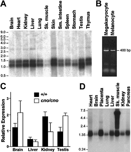 Figure 2. Widespread expression of cno in normal tissues and cells. (A) OriGene Technologies Northern blot showing expression of cno in mouse tissues. The blot was hybridized with a 738-bp probe amplified from gDNA that included the entire open reading frame of mouse cno (forward 5′-TAACGCAATCGCTCAGCACCGGAAG-3′, reverse 5′-ACAAGAGTCTCGCTGGAGTCCTCAT-3′). (B) By RT-PCR, cno is detected in RNA isolated from megakaryocytes and RNA from cultured C57BL/6J melanocytes. Total RNA was reverse transcribed using oligo-dT. The PCR primer sequences were as described in Figure 1B. (C) Quantitative real-time PCR analysis of wild-type and mutant tissues. Expression of cno in each tissue is presented relative to 18S RNA expression. The data are expressed as the ×±SD of 3 separate experiments. No significant differences in expression were seen in cno/cno tissues (□) versus +/+ tissues (▪). (D) Clontech human multiple tissue Northern blot hybridized with a human CNO probe (bp 396-917 of AK002092) amplified from fibroblast gDNA using forward primer 5′-GGCATGCTGGACATGCTTCGCGG-3′ and reverse primer 5′-CTATACATTCTACACTGAATCATG-3′. The origin of the high-molecular-weight band in skeletal muscle is unknown. The migration of RNA standards is shown to the left of panels A and D.