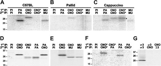 Figure 5. CNO, pallidin, and muted interact. (A-C) Fibroblasts from C57BL/6 (A), pallid (B), and cappuccino (C) fibroblasts were metabolically labeled with 35S-methionine and subjected to immunoprecipitation-recapture assays using preimmune serum (PI) or the combination of antibodies indicated at the top of each panel. In this technique, tissue extracts are subjected to immunoprecipitation under nondenaturing conditions. Antibody-protein complexes are recovered using protein A Sepharose, denatured, and immunoprecipitated again using the same or a different antibody. Relative to C57BL/6 fibroblasts, CNO and muted (MU) are decreased in pallid fibroblasts, as are pallidin (PA) and muted (MU) in cappuccino fibroblasts, suggesting that these proteins interact. The mutant form of CNO (CNO*) is only detectable in cappuccino fibroblasts, as expected. (D) Immunoprecipitation-recapture assays in H4 cells reveal that pretreatment with CNO antibodies precipitates PA and pretreatment with PA antibodies precipitates CNO, indicting an interaction between CNO and PA. The doublet seen with anti-PA is characteristic of H4 cells.20 Its origin is unknown, but may represent proteolysis during handling. (E) Pretreatment with CNO antibodies precipitates MU in H4 cells, indicating an interaction between and CNO and MU. (F) The mutant form of CNO (CNO*) is unable to associate with pallidin in fibroblasts, indicating that failure to produce an intact BLOC-1 complex underlies the HPS phenotype in cno/cno mice. (G) CNO does not interact with the σ3 subunit of the AP3 complex in H4 cells. The migration of molecular weight markers (kDa) is shown to the left of each panel.