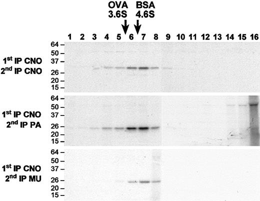 Figure 6. Sedimentation velocity on sucrose gradients. 35S-methionine–labeled H4 cells were extracted and sedimented on a linear sucrose gradient. Sixteen fractions were collected for immunoprecipitation-recapture experiments using the combination of antibodies shown to the left of each panel. CNO, pallidin and muted all peak in fractions 6 and 7, and pallidin (middle panel) and muted (bottom panel) coprecipitate with CNO. These data indicate that native CNO is part of a complex that includes pallidin and muted. The position of standards, ovalbumin (OVA, 3.6 Svedberg units) and bovine serum albumin (BSA, 4.6 Svedberg units) are indicated at the top. The migration of molecular weight markers (kDa) are shown to the left of each panel.