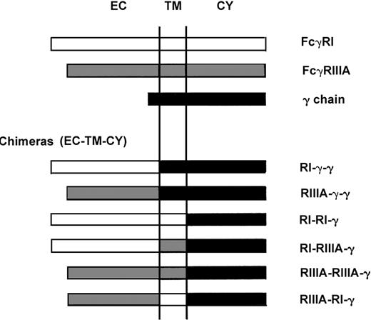 Figure 1. Schematic diagram of FcγRI, FcγRIIIA, the γ chain, and chimeric Fcγreceptors. EC indicates extracellular domain; TM, transmembrane domain; and CY, cytoplasmic domain.