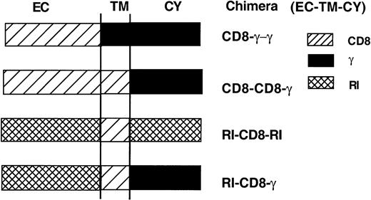 Figure 2. Schematic diagram of the Fcγ receptor/CD8 chimeras. EC indicates extracellular domain; TM, transmembrane domain; and CY, cytoplasmic domain.
