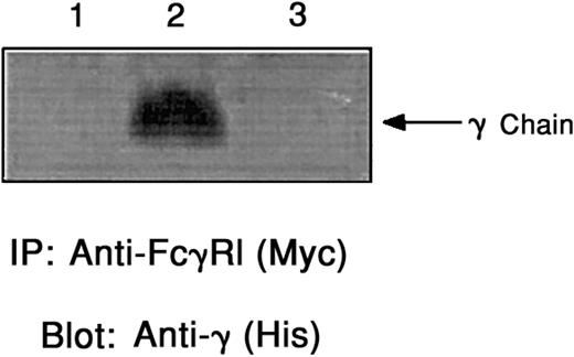 Figure 3. Association of the γ chain with transfected WT hFcγRI but not with the hFcγRI chimera hFcγRI-CD8-hFcγRI (EC-TM-CY). COS-1 cells were cotransfected with His-tagged human γ chain and either FcγRI-CD8-FcγRI/Myc (lane 1) or FcγRI/Myc (lane 2). Sham-transfected cells are shown in lane 3. Cell lysates were immunoprecipitated with anti-Myc antibody and blotted with anti-His antibody. Both flow cytometry and Western blot demonstrated that WT hFcγRI and hFcγRI-CD8-hFcγRI were similarly expressed, and Western blot showed that WT hFcγRI and hFcγRI-CD8-hFcγRI were similarly immunoprecipitated by anti-Myc antibody.