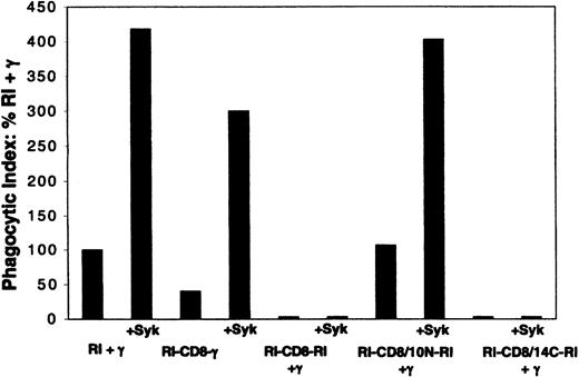 Figure 4. Phagocytosis mediated by FcγRI/CD8 chimeras. The chimeric receptors RI-CD8-RI (EC-TM-CY) and RI-CD8-γ contain the TM of CD8. The RI-CD8/10N-RI chimera contains the first 10 aminoterminal amino acids of the CD8 TM and the 11 carboxyterminal amino acids of the FcγRI TM. The RI-CD8/14C-RI chimera contains the first 10 aminoterminal amino acids of the FcγRI TM and the 14 carboxyterminal amino acids of the CD8 TM (Figure 2). The phagocytic index (PI) values are expressed as % PI of FcγRI(RI) + γ. Receptor expression was monitored by flow cytometry. For RI + γ and each chimeric receptor, 3-5 experiments were performed. Of note, the cell surface expression of the extracellular domain of FcγRI in the chimera RI-CD8/14C-RI, which does not mediate phagocytosis with coexpression of γ, was equal to or greater than the surface expression of WT FcγRI + γ, RI-CD8-γ, or RI-CD8/10N-RI + γ, all of which mediate phagocytosis efficiently.