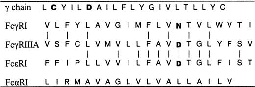 Figure 5. The transmembrane domains of the γ chain and the α chains of FcγRI, FcγRIIIA, FcϵRI, and FcαRI. Indicated in bold are the following TM amino acids: cysteine Cys7 and aspartic acid Asp11 of the γ chain, aspartic acid Asp203 of FcγRIIIA, aspartic acid Asp195 of FcϵRI, asparagine Asn306 of FcγRI, and arginine Arg209 of FcαRI. The TMs of FcγRI, FcγRIIIA, and FcϵRI are aligned to display amino acid homologies.