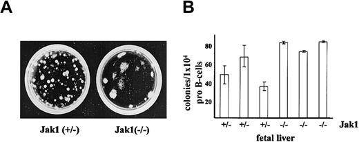 Figure 1. Ab-MuLV–induced colony formation in Jak1(+/–) and Jak1(–/–) cells. (A) Fetal livers were infected with Ab-MuLV and subsequently cloned into cytokine-free methylcellulose at a density of 1 × 105 cells per milliliter. One typical colony-formation assay of each genotype is depicted. (B) Quantification of colony formation expressed as function of available B-cell precursors. B-cell precursors represent the target cell population for Ab-MuLV transformation under our conditions; numbers were determined by FACS analysis. Data represent the mean values ± standard deviation of 3 individually plated colony assays for each fetal liver.
