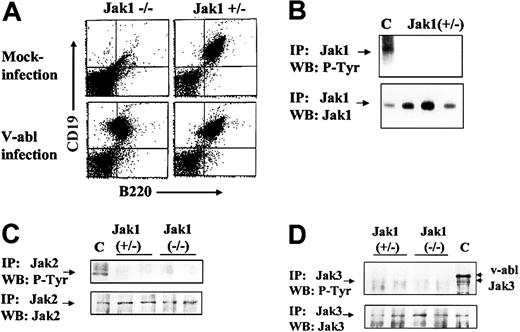 Figure 2. Ab-MuLV infection induces outgrowth of B-cell precursors in Jak1(–/–)fetal livers. (A) Fetal livers were split in half, with one half mock infected and the other half infected with Ab-MuLV, and transferred onto IL-7–producing feeder cultures (T220-29 cells). Six days thereafter, the cells were analyzed for the presence of CD19/CD43 B cells by FACS analysis. (B) Immunoprecipitation of Jak1 in wild-type cells. Three individual Jak1(+/–) cell lines were analyzed for the expression and tyrosine phosphorylation (P-Tyr) of Jak1. C indicates v-abl–transformed cells stimulated with 10 ng/mL interleukin-7. (C) Immunoprecipitation of Jak2. Two Jak1(–/–) and 2 Jak1(+/–) cell lines were used to investigate the expression and tyrosine phosphorylation of Jak2. As a control (indicated by C), v-abl–transformed Jak1(+/–) cells were stimulated with 10 ng/mL IFN-γ. (D) Immunoprecipitation of Jak3. Two Jak1(–/–) and 2 Jak1(+/–) cell lines were used to investigate the expression and tyrosine phosphorylation of Jak3. As a control (indicated by C), v-abl–transformed Jak1(+/–) cells were stimulated with 10 ng/mL interleukin-7. The upper strongly tyrosine-phosphorylated band corresponds to v-abl that associates with Jak3 upon activation.