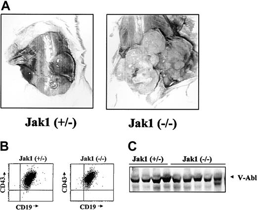 Figure 3. Analysis of Abelson-transformed Jak1(+/–) and Jak1(–/–) tumors. (A) Tumor formation in SCID mice after injection with 3 × 106 transformed cells. Jak1(–/–) cells form tumors more rapidly than the Jak1(+/–) control cells. One representative tumor of each genotype is shown. (B) FACS analysis of the excised tumors. All tumors investigated express the surface markers CD19, CD43, and B220 and were therefore classified as B-cell lineage tumors. One example for each genotype is shown. (C) Analysis of v-abl expression in tumor tissue by Western blot analysis. The first 4 lanes show tumor tissue derived from Jak1(+/–)–transformed cells; the last 5 lanes show tumors derived from Jak1(–/–)–transformed cells.