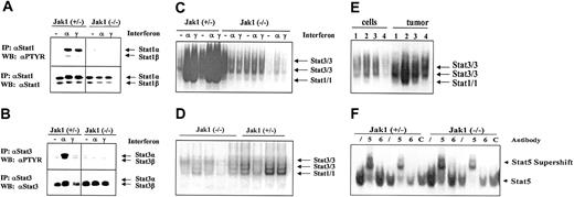 Figure 5. Stat activation in tumors and cell lines. (A-B) Immunoprecipitation of Stat1 and Stat3. Cell lines were either untreated (–), or stimulated with IFN-α (α), or stimulated with IFN-γ (γ) for 1 hour. Thereafter the cells were lysed and the Stat proteins immunoprecipitated. The membranes were first blotted with an antibody directed against phosphotyrosine (PTYR) and then destripped and reprobed with antisera directed against Stat1 (A) or Stat3 (B). (C) Gel shift analysis for Stat1 and Stat3 in the cell lines treated as described above for panels A and B. The specificity of the Stat1-containing complexes was proven by using Abelson-transformed B-cell lines derived from Stat1-deficient fetal livers (not shown). (D) Five tumors derived from Ab-MuLV–transformed Jak1(–/–) cells (first 5 lanes) and 4 tumors from Ab-MuLV–transformed Jak1(+/–) cells (last 4 lanes) were analyzed by gel shift for Stat1 and Stat3 activation. (E) Gel shift analysis for Stat1 and Stat3 activation in cell lines and the corresponding primary tumors. Samples 1 and 4 are deficient for Jak1; samples 2 and 3 are derived from Jak1(+/–) fetal livers. (F) Stat5 and Stat6 activation in Jak1(+/–) and Jak1(–/–) cell lines. Gel shift analysis and supershift analysis with antibodies directed against Stat5 (5) and Stat6 (6) shows activation of Stat5 but not Stat6. An unrelated antibody (C) was used as additional control. Slash indicates that no antibody was added.