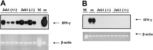 Figure 6. V-abl–transformed tumors express IFN-γ. RT-PCR and subsequent oligohybridization for IFN-γ from Jak1(+/–)– and Jak1(–/–)–derived cell lines (B) and tumor tissues (A). Representative examples of the analysis are shown in the top panels (“middle” oligo). Activated (IL-2 and anti-CD3) primary T lymphocytes were used as positive control (co); M indicates base-pair marker. Only the tumors—but not the cell lines—show a specific signal for IFN-γ. In the lower panels, an RT-PCR for β-actin is depicted to control for the prepared cDNA.
