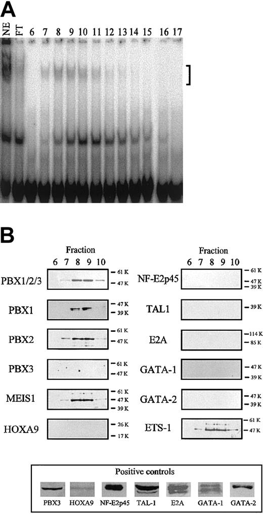 Figure 3. Identification of the TME binding proteins. (A) Binding of TME-DNA chromatographed fractions of nuclear extracts from HEL cells. In the lane labeled NE, 6 μg nuclear extract before the purification was used. In the lanes labeled FT and nos. 6 to 17, the flow through fraction and the fractions nos. 6 to 17 were used, respectively. The bracket indicates the specific shifted bands. (B) Identification of the binding proteins by Western blotting. The purified proteins were analyzed by Western blotting with antibodies to homeodomain proteins (left panels) and to transcription factors expressed in megakaryocytes (right panels). In the case of the antibodies for which no signal was detected, the activities of these antibodies were confirmed by Western blotting using recombinant proteins (HOXA9 and NF-E2p45) or cell extracts (bottom panel). Molecular weight is indicated to the right of each panel.