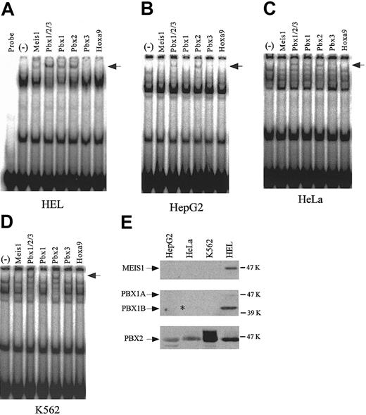 Figure 4. Supershift assays using antibodies to homeodomain proteins, and the detection of endogenous expression of homeodomain proteins. Supershift assays were performed with the nuclear extracts from HEL (A), HepG2 (B), HeLa (C), and K562 (D) cells. (–) indicates no antibody. Arrows indicate the supershifted bands. (E) Endogenous expression of MEIS1, PBX1, and PBX2 was detected by Western blotting using 20-μg nuclear extracts from each cell line. The asterisk denotes the existence of a faint band.
