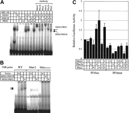 Figure 5. Binding activities of various combinations of MEIS1, PBX1B, and PBX2 to the TME and their effect on transcriptional activities of the PF4 promoter. (A) HEL NE (nuclear extract) and MEIS1, PBX1B, and PBX2 prepared by in vitro translation were used in EMSA. Supershift assays were also performed with antibodies to MEIS1, PBX1B, and PBX2. (B) EMSA was performed with in vitro translated proteins. The TME and 2 mutant TME probes were used. Mut-2 probe is the same sequence as Mut-2 described in Figure 2A. The MutTGACAG probe is the mutant TME probe in which 2 Meis1 binding sites are disrupted (TGACAG to AGCGAT). (C) The plasmids for the expression of MEIS1, PBX1B, and PBX2 were transfected into HepG2 cells with PF4luc or PF4mut reporter-plasmids. PF4luc contains 1.1 kb PF4 promoter in front of the luciferase reporter gene. PF4mut contains mutations in the Meis1 binding sites in the TME. Error bars indicate SDs.