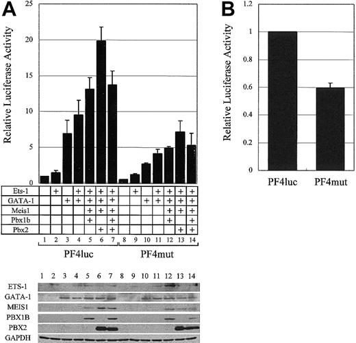 Figure 6. The synergistic activation of the PF4 promoter by GATA-1, ETS-1, and the PBX/MEIS complex. (A) The plasmids for the expression of ETS-1 and GATA-1 were transfected into HepG2 cells with the plasmids for MEIS1, PBX1B, and PBX2 expression. Transcriptional activities were evaluated with PF4luc or PF4mut plasmids. The expressions of all transcription factors and GAPDH (as a control) were confirmed by Western blotting (bottom panel). (B) PF4luc or PF4mut reporter-plasmids were transfected into HEL cells, and transcriptional activities were evaluated. Error bars indicate SDs.
