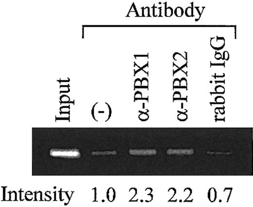 Figure 7. Analysis of TME binding proteins in rat megakaryocytes. ChIP assays were performed using the purified rat megakaryocytes. Antibodies for PBXs or isotype-matched control were used. Precipitated DNA fragments were amplified by PCR with primers specific for the rat PF4 promoter (-300 to -182), including the TME (-219 to -182). PCR products were separated on a 2% agarose gel and stained by ethidium bromide. The intensity of each band was evaluated by Scion Image. (–) indicates no antibody.