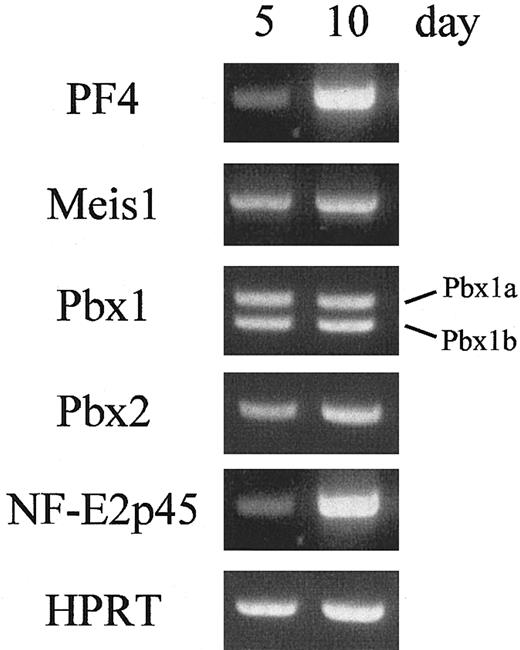 Figure 8. The expression of homeobox genes during megakaryocytopoiesis. The expression levels of homeobox genes in human megakaryocytes were evaluated. The cultured cells were harvested, and the total RNAs were isolated. RT-PCR was performed with specific primers for PF4, Meis1, Pbx1a, Pbx1b, Pbx2, NF-E2p45, or HPRT (as a control).