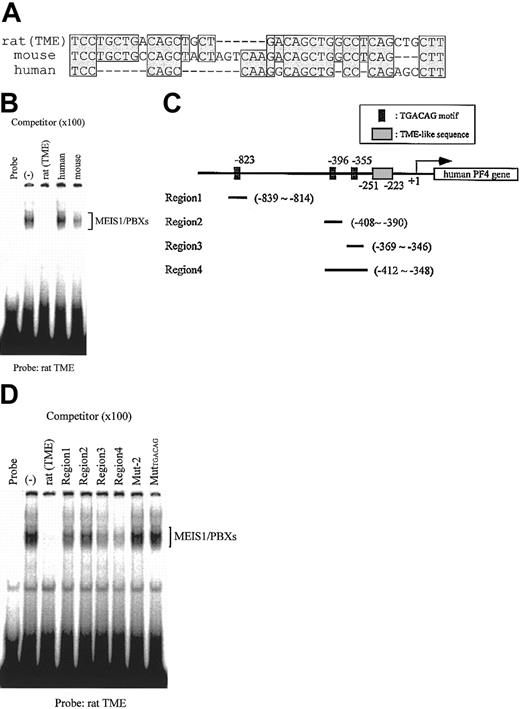 Figure 9. Comparison of the rat TME with TME-like sequences in the 5′-flanking region of mouse and human PF4 genes. (A) Mouse and human TME-like sequences that exist immediately upstream of the T-cluster region were compared with the rat TME sequence. Homologous sequences are indicated by shaded boxes. Dashes indicate deletion sequences. (B) EMSA was performed with the rat TME probe; MEIS1 and PBXs proteins were prepared by in vitro translation. Mouse and human TME-like sequences described in panel A were used as the competitors. (C) Locations of the 3 TGACAG motifs found within the 1-kb 5′-flanking region of the human PF4 gene are delineated. Fragments, including TGACAG motifs, region 1 to region 4, were used as the competitors in EMSA shown in panel D. (D) EMSA was performed with the rat TME probe; MEIS1 and PBXs proteins were prepared by in vitro translation. Fragments from the human PF4 gene described in panel C and the rat TME mutated fragment (MutTGACAG) were used as the competitors. (–) indicates no competitor.