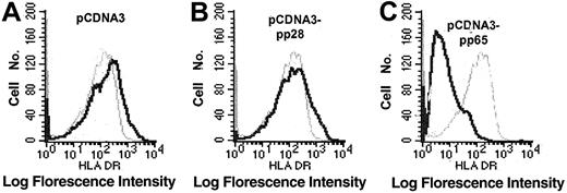 Figure 3. The HCMV protein pp65 mediates down-regulation of HLA-DR. To examine whether pp65 directly inhibited HLA-DR expression, cells were transfected with a pCDNA3 vector, containing the pp28 or pp65 genes, respectively. The expression level of HLA-DR in cells transfected with either pCDNA3 alone (A; black line) or pCDNA3-pp28 (B; black line), or pCDNA3-pp65 (C; black line) was compared with untreated cells (gray lines). The figure shows 1 representative example of 4 experiments.