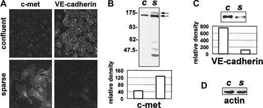Figure 1. c-met and VE-cadherin protein levels vary in cultured HUVECs in relation to cell density. (A) HUVECs grown as a confluent monolayer or as a sparse monolayer were fixed and double-stained with anti–c-met C-28, and with anti–VE-cadherin antibodies, followed by immunofluorescent-labeled secondary antibodies. Original magnification for all images in panel A, × 400. In parallel, 5 μg protein extracted from confluent (c) or sparse (s) HUVECs was resolved by 8% SDS-PAGE and analyzed by Western blotting. Blots probed with anti–c-met C-28 (B), or with anti–VE-cadherin antibody (C) are shown, along with the corresponding scanning densitometry results. Arrows indicate the positions of the unprocessed 170-kDa c-met precursor and the 140-kDa c-met β-chain. In panels B-C, relative density is reported in arbitrary units. (D) Filters were stripped and reprobed with an antiactin antibody. Data are representative of 6 independent experiments.