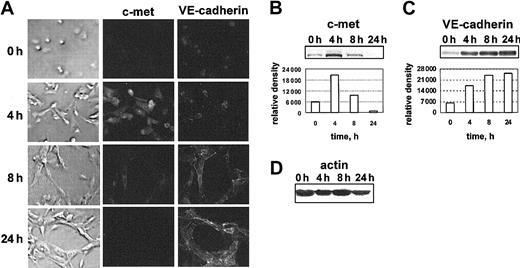 Figure 3. c-met expression is up-regulated during the earlier steps of angiogenesis in vitro. (A) c-met and VE-cadherin immunostaining patterns in HUVECs cultured in a 3-dimensional collagen gel for 0, 4, 8, and 24 hours. At the indicated times, the cells were recovered from the parallel collagen cultures, and processed for Western blot analysis. Images in far left column are phase micrographs. For all images in panel A: original magnification, × 400. Blots probed with anti–c-met (B) or with anti–VE-cadherin antibodies (C) are shown, along with the corresponding scanning densitometry results. In panels B-C, relative density is reported in arbitrary units. (D) Filters were stripped and reprobed with an antiactin antibody. Data are representative of 5 independent experiments.
