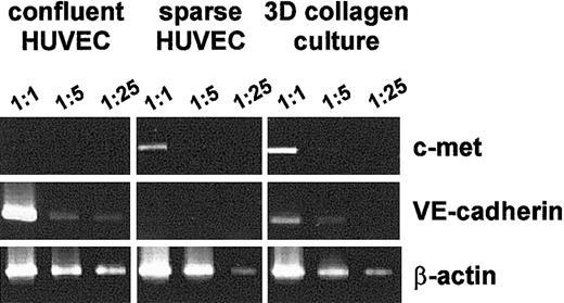 Figure 4. RT-PCR analysis of c-met, VE-cadherin, and β-actin mRNA in HUVECs grown in different culture conditions. Total RNA extracted from confluent and sparse HUVECs and from the HUVECs grown in 3-dimensional collagen gel was reverse transcribed with AMV reverse transcriptase and amplified using PCR, as described in “Materials and methods.” Amplified products were analyzed on a 1.5% agarose gel after staining with ethidium bromide. Figures on the top indicate the dilution of the single-stranded cDNA template used for the PCR. Results are representative of 4 independent experiments.