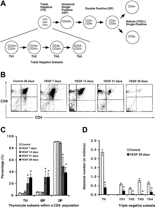 Figure 4. Development of thymocytes from VEGF-treated and tumor-bearing mice. (A) Schematic representation of T-cell development in the thymus. (B) Mice treated with VEGF as described in Figure 1 were killed and thymocytes analyzed for expression of CD4 and CD8 within a gated CD3–/low population. Representative FACS plots are shown. (C) Percentage of thymocyte subsets in mice infused with VEGF (mean ± SE; N > 3). (D) Absolute number of thymocytes within TN subsets (mean ± SE; N > 3). *Denotes statistical significance.