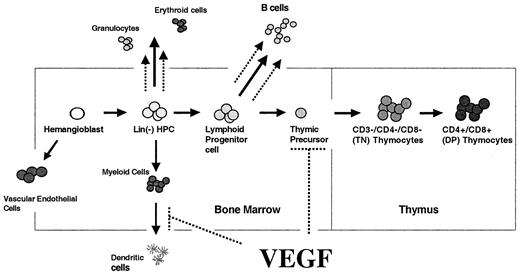 Figure 9. Model of our current understanding of VEGF effects on hematopoiesis. We have shown previously that pathologic cells of VEGF inhibit dendritic cell development and enhance production of neutrophils, erythroid progenitors, and B cells. In this study, we demonstrate that VEGF also inhibits T-cell development via effects on T-cell precursor cells in the BM. Effects of VEGF indicated by dashed lines.
