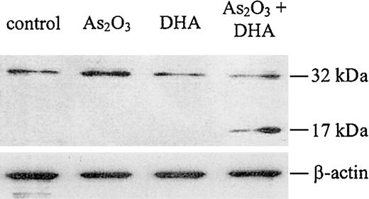 Figure 9. Western blot analysis for caspase-3 protein. Cells were treated with 1 μM As2O3, 25 μM DHA, or the combination of both substances for 24 hours. After treatment, the cells were lysed and analyzed by Western blot, as described in “Materials and methods.” Upper panel: Caspase-3 protein. Note that the antihuman caspase-3 antibody used in our experiments recognizes both the inactive proenzyme of caspase-3 (32 kDa) and its cleaved active fragment (17 kDa). Lower panel: β-actin, as internal control to verify equal protein loading.