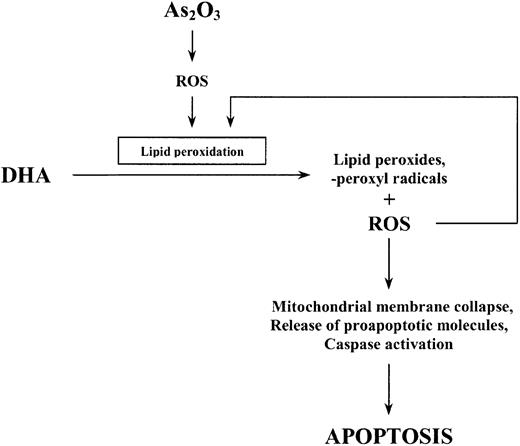 Figure 11. Schematic representation of the proposed apoptotic pathway induced by As2O3 and DHA in HL-60 cells.