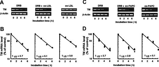 Figure 4. The half-life of TM mRNA in HUVECs treated with DRB, ox-LDL, or ox-PAPC. HUVECs were treated with 65 mM DRB alone (DRB), DRB plus 200 μg protein/mL ox-LDL (DRB + ox-LDL), ox-LDL alone (ox-LDL), DRB plus 50 μg/mL ox-PAPC (DRB + ox-PAPC), or ox-PAPC alone (ox-PAPC) for various times. Total RNA was isolated from the cells for RT-PCR analysis as described in “Materials and methods” (A,C). The autoradiogram was analyzed by densitometry and the data are expressed as the percentage of control after normalization to β-actin mRNA levels (B,D). Each symbol (▪, •, and ▴) represents 3 different experiments. The half-life (t 1/2) for each condition was calculated by linear regression analysis from semilog plots of the mRNA remaining versus incubation times and is reported as the mean.