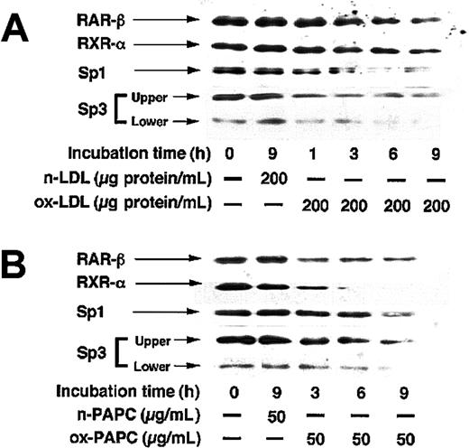 Figure 7. Western blots for RARβ, RXRα, Sp1, and Sp3 in nuclear proteins extracted from HUVECs treated with native LDL, ox-LDL, native PAPC, or ox-PAPC. HUVECs were incubated with or without 200 μg protein/mL native LDL (n-LDL) or ox-LDL (A), or 50 μg/mL native PAPC (n-PAPC) or ox-PAPC (B) for various times, and nuclear proteins were extracted from the cells. Nuclear proteins (5 μg) were subjected to SDS-PAGE under nonreducing conditions and transferred to a nitrocellulose membrane. The membrane was incubated with polyclonal antibody to RARβ, RXRα, or Sp3, or with monoclonal antibody to Sp1. Detection of RARβ, RXRα and Sp3, and Sp1 were carried out using HRP–conjugated sheep anti–rabbit IgG and HRP-conjugated sheep anti–mouse IgG, respectively, with detection using chemiluminescence and exposure of X-ray film.
