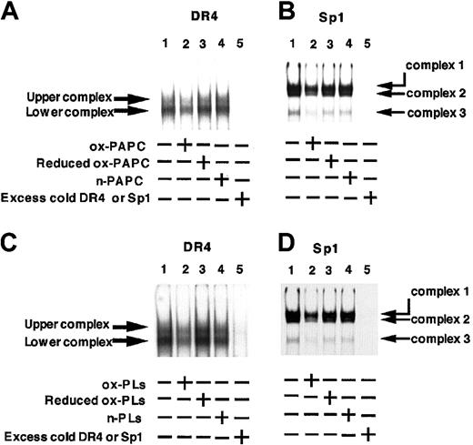 Figure 8. EMSA of nuclear proteins from HUVECs treated with or without oxidized lipids with the DR4 and Sp1 sequences from the TM promoter. Ox-PAPC and ox-LDL were prepared by UV irradiation of PAPC and LDL, respectively, for 12 hours. Oxidized phospholipids (ox-PLs) and native phospholipids (n-PLs) were separated from crude lipid extracts prepared from their respective LDLs. Reduced forms of ox-PLs (Reduced ox-PLs) and ox-PAPC (Reduced ox-PAPC) were prepared by incubation of the ox-PLs and ox-PAPC with sodium borohydride as described in “Materials and methods.” (A-B) HUVECs were incubated for 9 hours with or without 50 μg/mL ox-PAPC, reduced ox-PAPC, or n-PAPC. (C-D) HUVECs were incubated for 9 hours with or without 200 μg/mL ox-PLs, reduced ox-PLs, or n-PLs. Nuclear proteins (2 μg) isolated from the cells were incubated with 0.5 ng 32P-labeled oligonucleotide probes (1 × 105 cpm) for DR4 (A,C) or Sp1 (B,D) for 30 minutes at 25°C. EMSAs were performed using 4% polyacrylamide gels and complexes bound with oligonucleotide were detected with a Bio-Imaging Analyzer.
