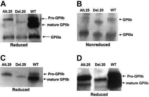 Figure 4. Identification of the GPIIb/IIIa complex in cells expressing normal or mutant GPIIb. GPIIIa was precipitated from lysates of normal or mutant-containing cells by polyclonal antibody against GPIIIa. Precipitates were subjected to SDS–polyacrylamide gels with (A) or without (B) β-mercaptoethanol, and Western blot analysis was carried out using monoclonal antibodies against GPIIb (SZ22) and GPIIIa (AP3) for detection of coprecipitated GPIIb with GPIIIa. (C) GPIIb/IIIa complex precipitated from lysates of normal or mutant-containing cells by monoclonal antibody P2 recognizing GPIIb only when complexed with GPIIIa, and subjected to SDS–polyacrylamide gel electrophoresis with β-mercaptoethanol. Western blots carried out with SZ22 show the same pattern as in panel A. (D) Coprecipitation of GPIIb with AP3 anti-GPIIIa monoclonal antibody analyzed in reduced gel by SZ22 monoclonal antibody. Overexposure of the gel detected a weak band corresponding to mature form of GPIIb in cells containing GPIIb-alt.25 and a faint band in cells containing GPIIb-del.20, which correspond to mature aberrant GPIIb.