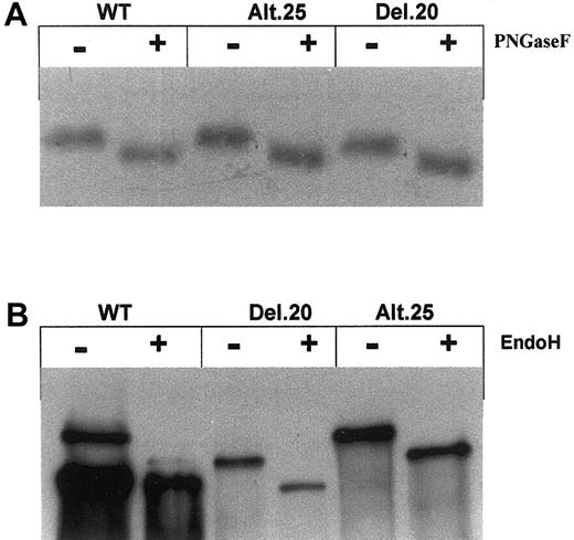 Figure 5. Oligosaccharide processing. (A) SDS-PAGE of 35S-labeled GPIIb precipitated with SZ22 monoclonal antibody from cell lysates showing that PNGaseF acted similarly on lysates of cells containing normal and mutant GPIIb, indicating normal N-glycosylation. (B) Lysates of transfected cells containing normal or mutated GPIIb were precipitated by polyclonal antibodies against GPIIb and treated with EndoH. Shown is Western blot analysis using anti GPIIb antibody (SZ22) of SDS-PAGE in the presence of β-mercaptoethanol of cell lysates. Notable are resistance to EndoH for mature GPIIb in WT cells and sensitivity to EndoH for pro-GPIIb in cells containing GPIIb mutants as well as WT pro-GPIIb.