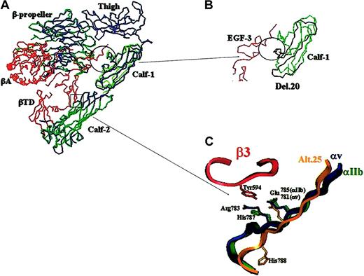 Figure 8. Model structure of αIIb superimposed on the crystal structure of αvβ3. (A) Superimposition of αvβ3 derived from the crystal structure (PDB:1jv2) and αIIb derived from the predicted models of the β-propeller, calf-1, and calf-2 domains. The αv is shown in blue, GPIIIa (β3) in red, and GPIIb (αIIβ) in green. The interface between calf-1 and EGF-3 of β3 is circled, and the interface between calf-2 and EGF-4 of β3 is depicted in the square. (B) The interface between the calf-1 of GPIIb derived from the model and EGF-3 of GPIIIa derived from the crystal structure (red). The calf-2 backbone is shown in green and black; the black denotes the 50 amino acids deleted by del.20 mutation. The abolished contact with β3 is circled. (C) A region in the interface between β3 derived from the crystal structure (red) and calf-2 αv derived from the crystal structure (blue) and αIIb derived from the model (green) and αIIb-alt.25 derived from model (gold). Notable is the profound displacement of His788 of GPIIb-alt.25; compare with His787 of normal GPIIb.