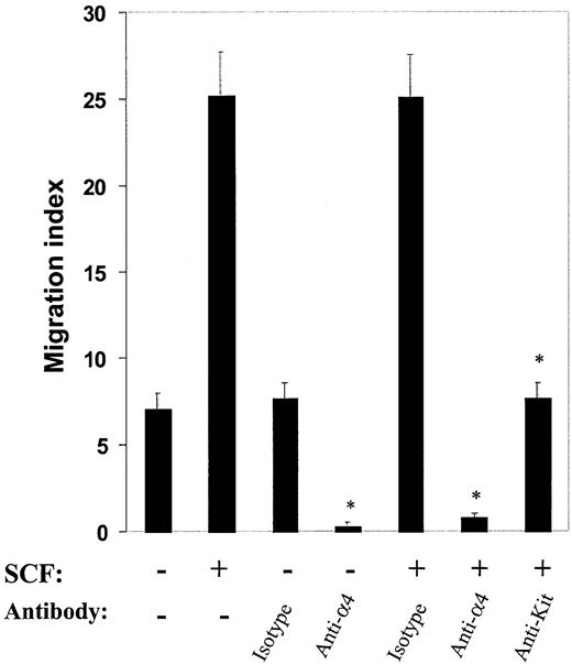 Figure 2. Effect of antibodies to α4β1 and c-Kit on directed migration in mast cells. Antibodies to α4β1 and c-Kit inhibit directed (haptotactic) migration in mast cells. Migration assays were performed with the use of mast cells in the presence or absence of SCF after preincubating the cells with 20 μg/mL anti-α4, anti–c-Kit, or appropriate isotype control antibodies. Cell migration is expressed as in Figure 1. Shown are the means ± SEMs of 40 different fields from 2 independent experiments performed in duplicate.*P < .05 for isotype control versus anti-α4 or anti–c-Kit antibody.