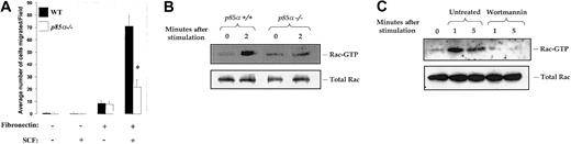 Figure 5. Reduced c-Kit–induced migration and reduced Rac activation in p85α–/–mast cells. (A) Mast cells from wild-type and p85α-/-mice were generated and subjected to migration as described in Figure 1. Data are the mean ± SEM of 20 different fields from 1 of 3 independent experiments and are expressed as the average number of migrated cells per field. *P < .05 for WT versus p85α-/-. (B) Wild-type (p85α+/+) and p85α-/-mast cells were starved for 18 to 24 hours and stimulated with SCF for indicated times. Equal amounts of cell lysates were subjected to a P21-activated kinase (PAK)–binding pull-down assay, which measures active, GTP-bound Rac as described in “Materials and methods.” Shown is the position of activated Rac (Rac-GTP). (C) Wild-type mast cells were starved for 18 to 24 hours and left untreated or treated with wortmannin for 1 hour at 37°C. Subsequently, cells were washed and stimulated with SCF for indicated times. Equal amounts of cells lysates were subjected to a Rac-GTP pull-down assay as described in “Materials and methods.” Top panel: the position of activated Rac (Rac-GTP). Bottom panel: total Rac protein in each lane.