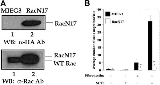 Figure 6. Effect of expression of dominant-negative Rac (RacN17) in mast cells. Expression of dominant-negative Rac (RacN17) in mast cells impairs integrin- and c-Kit–induced haptotaxis. Mast cells from wild-type mice were generated as described in “Materials and methods.” These cells were transduced with either the empty MIEG3-EGFP or the MIEG3-RacN17-EGFP retrovirus and sorted to homogeneity. (A) Demonstrated are the expression of HA-RacN17 (lane 2) as determined by Western blotting using an anti-HA antibody (top panel), and the expression of endogenous Rac protein as well as of HA-tagged RacN17 detected with an anti-Rac antibody (bottom panel). The positions of endogenous Rac (lanes 1-2) and the slow-migrating HA-RacN17 (lane 2) are indicated. (B) Migration assay was performed with the use of mast cells transduced with either the empty vector (MIEG3) or HA-RacN17 in the presence or absence of SCF. Data are the means ± SEMs of 3 independent experiments. *P < .05 for MIEG3 versus RacN17.