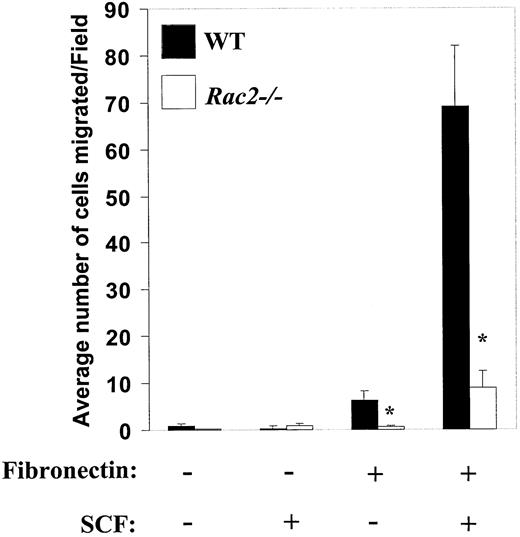 Figure 7. Impaired α4 integrin– and c-Kit–induced haptotactic migration in Rac2–/–mast cells. Mast cells from WT and Rac2-/- mice were subjected to migration assay as described in “Materials and methods.” Data are mean ± SEM from 1 of 3 representative experiments, and are expressed as the average number of migrated cells per field. At least 10 different fields were scored. *P < .05 for WT versus Rac2-/-.