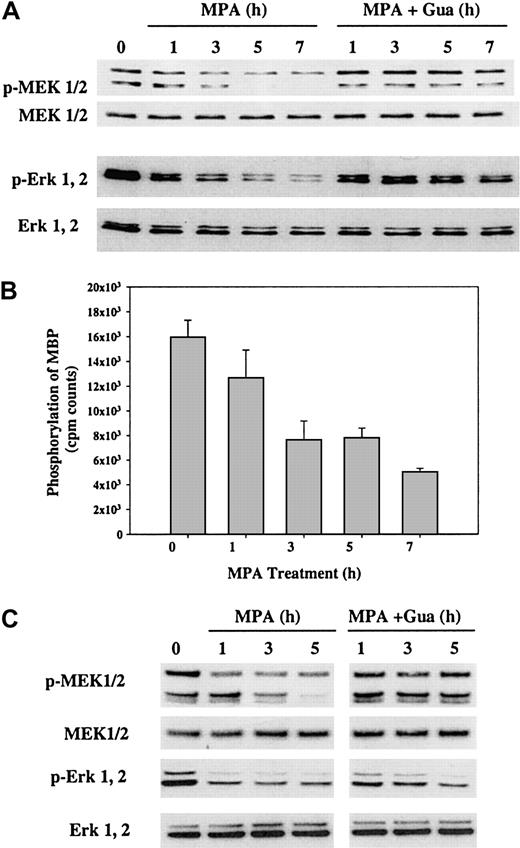 Figure 5. Effect of MPA treatment on MEK-Erk pathway. (A) 32D cells were treated with 2 μM MPA alone or MPA plus 100 μM guanosine (Gua), and cells were harvested at indicated time points. Western blot analysis was performed using antibodies specific for phospho-MEK, phospho-Erk, and total MEK and Erk protein. (B) 32D cells were treated with 2 μM MPA for the indicated time points. Total lysate (800 μg) was used for immunoprecipitation with MEK-specific antibody, followed by an MEK kinase activity assay using Erk and MBP substrates as described in “Materials and methods.” Data are from 1 of 2 representative experiments, each performed in triplicate. (C) FL5.12 cells were treated as 32D cells in panel A and were harvested at indicated times. Total cell lysate (3 μg) was used for MEK and Erk analysis.