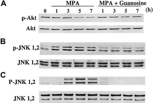 Figure 6. Effect of MPA treatment on Akt and JNK phosphorylation. 32D and FL5.12 cells were treated with 2 μM MPA alone or MPA plus 100 μM guanosine and were harvested at indicated time points. Western blot analysis for phospho-Akt and total Akt was performed on 32D cells (A), and for phospho-JNK and total JNK was performed on 32D (B) and FL5.12 cells (C). Total lysate (40 μg) was used for these blots.