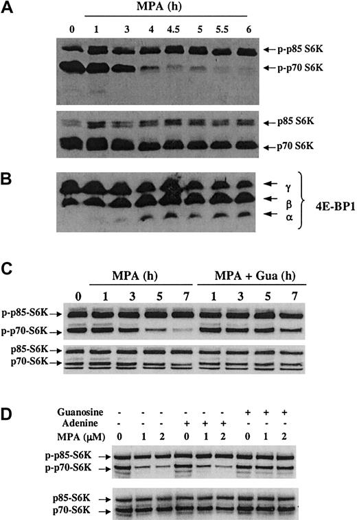 Figure 7. Effect of MPA treatment on the mTOR pathway. 32D cells were treated with 2 μM MPA for the indicated time points. Total cell lysate (100 μg) was used for phospho-S6 kinase detection (A, upper panel); the membrane was probed with antibody against total S6 kinase (A, lower panel) and 4E-BP1 (B). FL5.12 cells were treated with 2 μM MPA alone or MPA plus 100 μM guanosine and were harvested at indicated time points; 40 μg protein was analyzed for phospho-S6K and total S6K (C). 32D cells were treated with 1 or 2 μM MPA in the absence or presence of 100 μM adenine or 100 μM guanosine for 4.5 hours; 40 μg lysate was analyzed for phospho-S6K and total S6K (D).