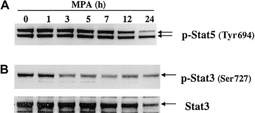 Figure 8. Effect of MPA on phosphorylation of Stat proteins. 32D cells were treated with 2 μM MPA for the indicated time points. (A) Lysate (30 μg) was used for detection of tyrosine-phosphorylated Stat5. (B) Lysate (30 μg) was used for serine-phosphorylated Stat3, and the same membrane was reprobed with antibody against total Stat3.