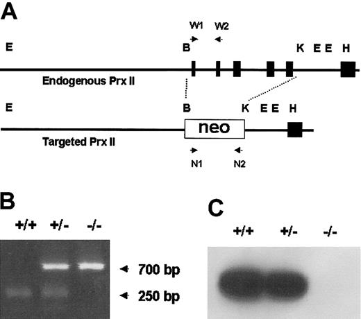 Figure 1. Targeted disruption of the mouse Prx II gene. (A) The genomic structure of the wild-type Prx II gene (top) and the targeted locus (bottom) are shown. The recognition sites for BamHI (B), KpnI (K), EcoRI (E), and HindIII (H) restriction enzymes are indicated. Exons encoding Prx II are represented by black boxes. W1, W2, N1, and N2 indicate PCR primers. (B) PCR analysis of the genomic DNA isolated from wild-type (+/+), Prx II heterozygous (+/–), and Prx II homozygous (–/–) mice. The 700-bp and 250-bp arrows indicate the PCR products of Prx II–/– and Prx II+/+ mice, respectively. (C) Western blot analysis of Prx II expression in RBCs from wild-type, Prx II heterozygous, and Prx II–/– mice.