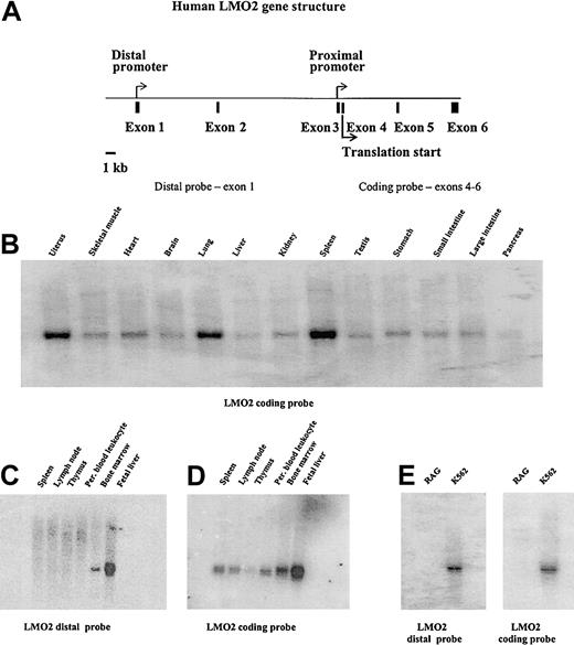 Figure 1. Northern blot analyses demonstrating the tissue distribution of LMO2 gene expression and specificity of the distal promoter. (A) Diagram of the human LMO2 gene structure. The 2 promoters are marked by arrows; the translation start site in exon 4 is also indicated. Panels B and D were hybridized with a probe from the coding region of the gene encompassing exons 4 to 6. This probe recognizes transcripts from either the distal or proximal promoter. Panel C is the same blot as shown in panel D, but is hybridized with a probe specific for the distal promoter transcript. A similar analysis of the blot shown in panel B gave no hybridization signal. Panel E was hybridized with both the coding probe and the distal promoter probe as shown.