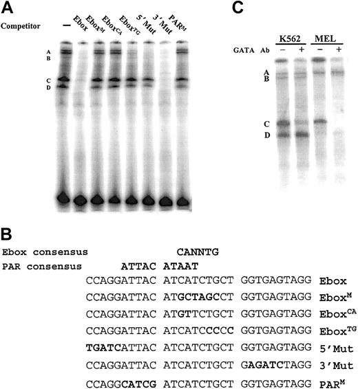 Figure 6. An erythroid cell nuclear factor specifically binds a PAR motif overlapping the Ebox site in the LMO2 promoter. (A) EMSA was performed with a labeled oligonucleotide spanning the Ebox and PAR sites and nuclear extracts from K562 cells. Specific protein-DNA complexes are labeled A-D. (B) The double-stranded oligos listed were used as competitors. Mutations in the sequence are shown in bold. Critical nucleotides are indicated by the inability of a mutant oligomer to compete for the radiolabeled binding to the wild-type 30-mer. (C) A similar EMSA using the Ebox wild-type probe and nuclear extracts from K562 and MEL cells and carried out in the presence and absence of an antibody directed against GATA-1. The disappearance of the band labeled C in the presence of the antibody indicates a GATA-1 binding complex.