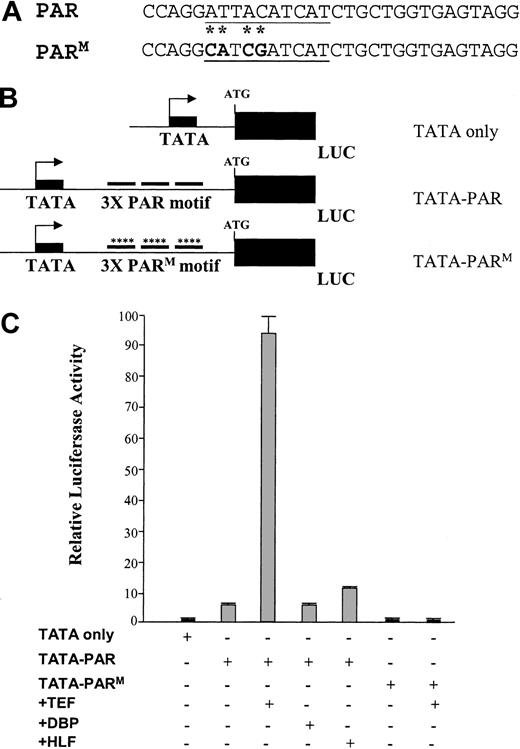 Figure 8. A PAR domain protein enhances promoter activity through the PAR motif from the LMO2 gene. (A) The 30-mer oligonucleotides representing the wild-type and mutated PAR domains. The consensus PAR-binding site is underlined; the mutated nucleotides are shown in bold with an asterisk. (B) Schematic diagram of the minimal promoter constructs containing 3 copies of the oligomers. (C) Analysis of the reporter gene activity in transient cotransfection experiments in HEK 293 cells.