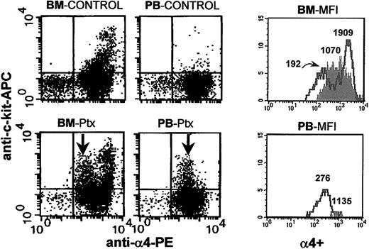 Figure 4. Anti-c-kit and anti-α4 staining of BM and PB from control (untreated) and Ptx-mobilized animals. Following Ptx treatment, down-regulation of α4-integrin expression in c-kit+ cells from BM and PB is seen. The 4 FACS dot plots on the left show control (upper panels) and Ptx-treated (lower panels) BM and PB. The histograms in the 2 panels on the right show α4 expression in kit+ cells from BM and PB of controls (shaded) and Ptx-treated animals (solid lines). The numbers over the cell peaks indicate the MFIs of control and Ptx-treated (2 peaks) BM and PB cells (one peak).